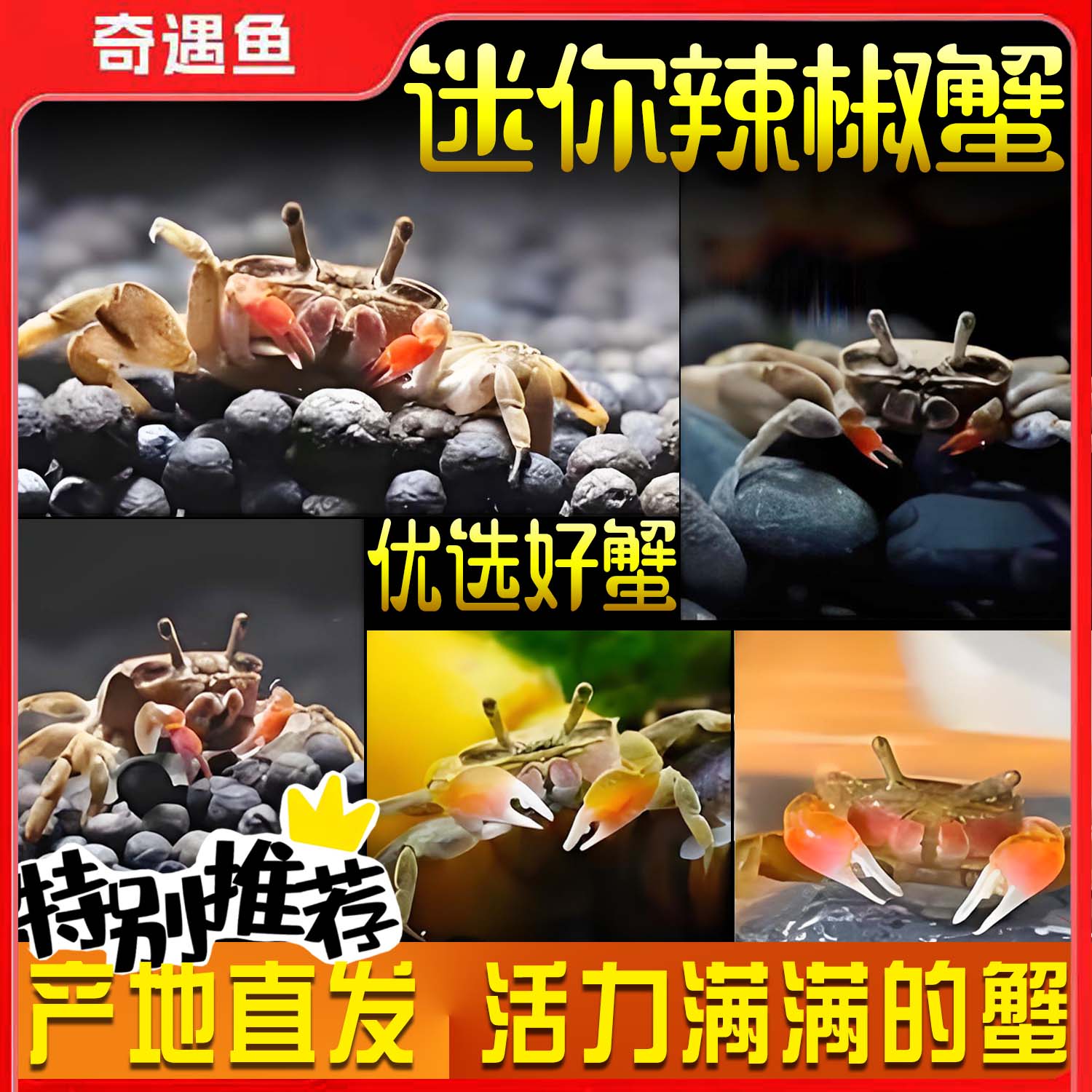 迷你蟹辣椒蟹观赏蟹可与灯科鱼孔雀鱼虾斑马鱼混养吃涡虫除藻活体