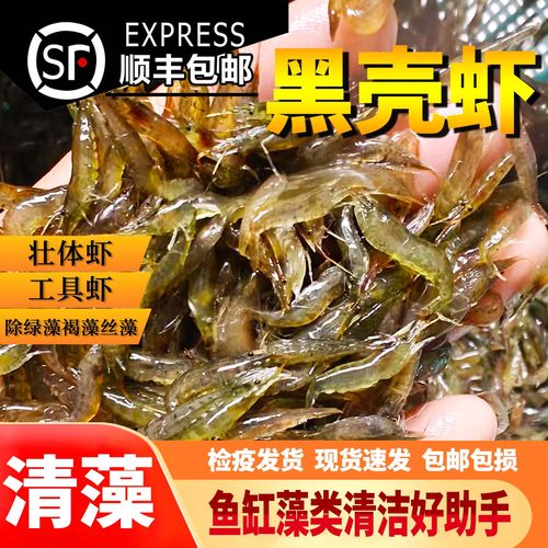 黑壳虾观赏虾除藻淡水鲜活