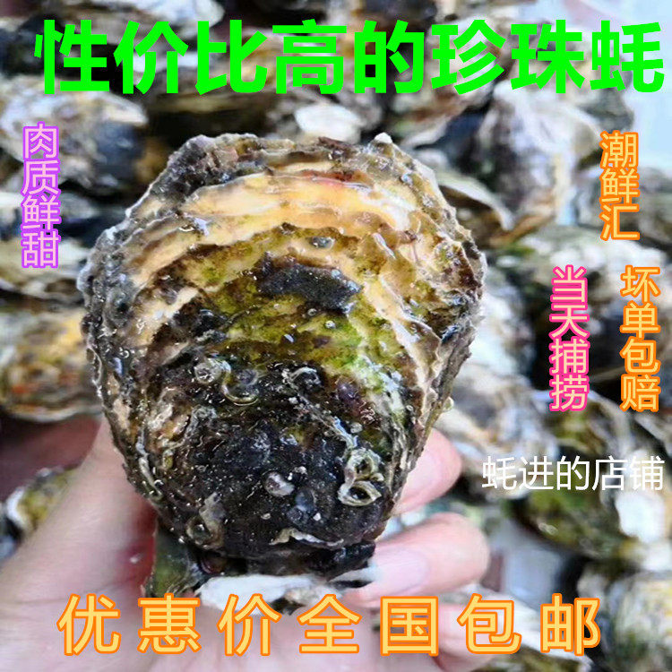 生蚝带壳鲜活新鲜深海现捞全壳耗海螺
