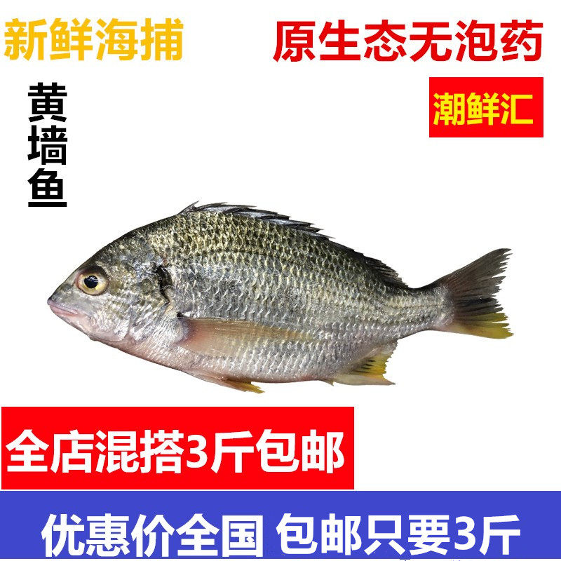 生鲜野黄翅鱼黄赤鱼水产新黄立鱼黄脚鱼黄墙鱼宝食全国3斤包邮