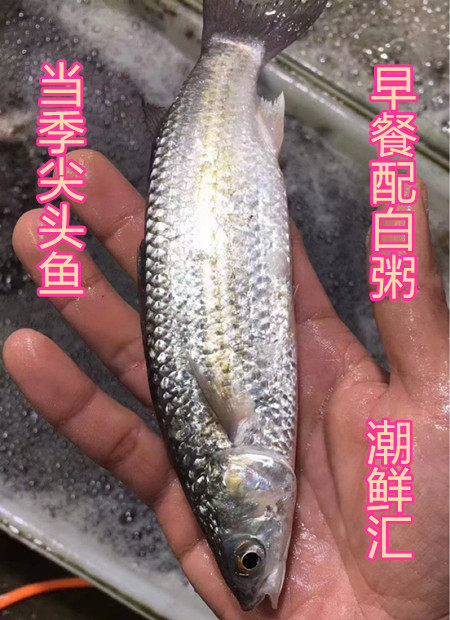 潮汕汇 斋鱼潮汕海鱼新鲜虫鱼碰头鱼海鲜尖头鱼500g全国3斤包邮