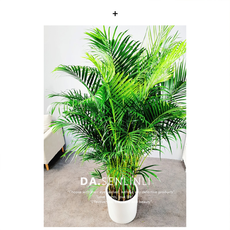 盆栽散尾葵散尾葵吸甲醛净化空气