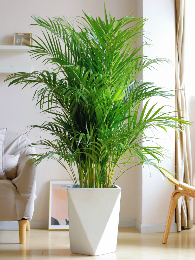 【大森林里】富贵椰子室内盆栽绿植花卉植物凤尾竹办公室富贵椰子