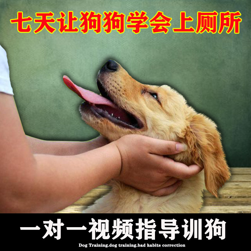 训狗教程一对一视频指导训犬护食 拆家 爆冲纠正 按铃 坐定 定点