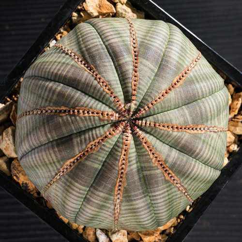 实生布纹球欧系珍奇潮流多肉绿植