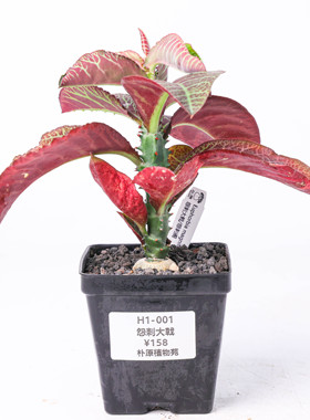 【朴原】怨刺大戟 Euphorbia magnifica 潮流块根绿植盆栽大戟