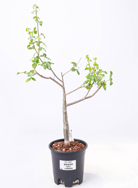 【朴原】温格塔没药 Commiphora virgata 珍奇块根盆景绿植