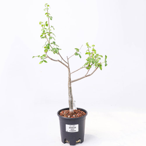 【朴原】温格塔没药 Commiphora virgata 珍奇块根盆景绿植