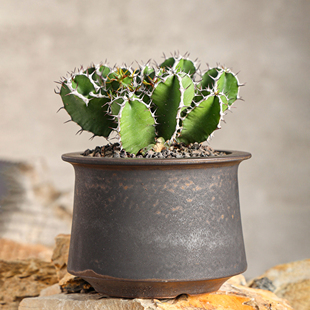 【朴原】尚皇后大戟Euphorbia graniticola潮玩块根绿植稀有盆栽