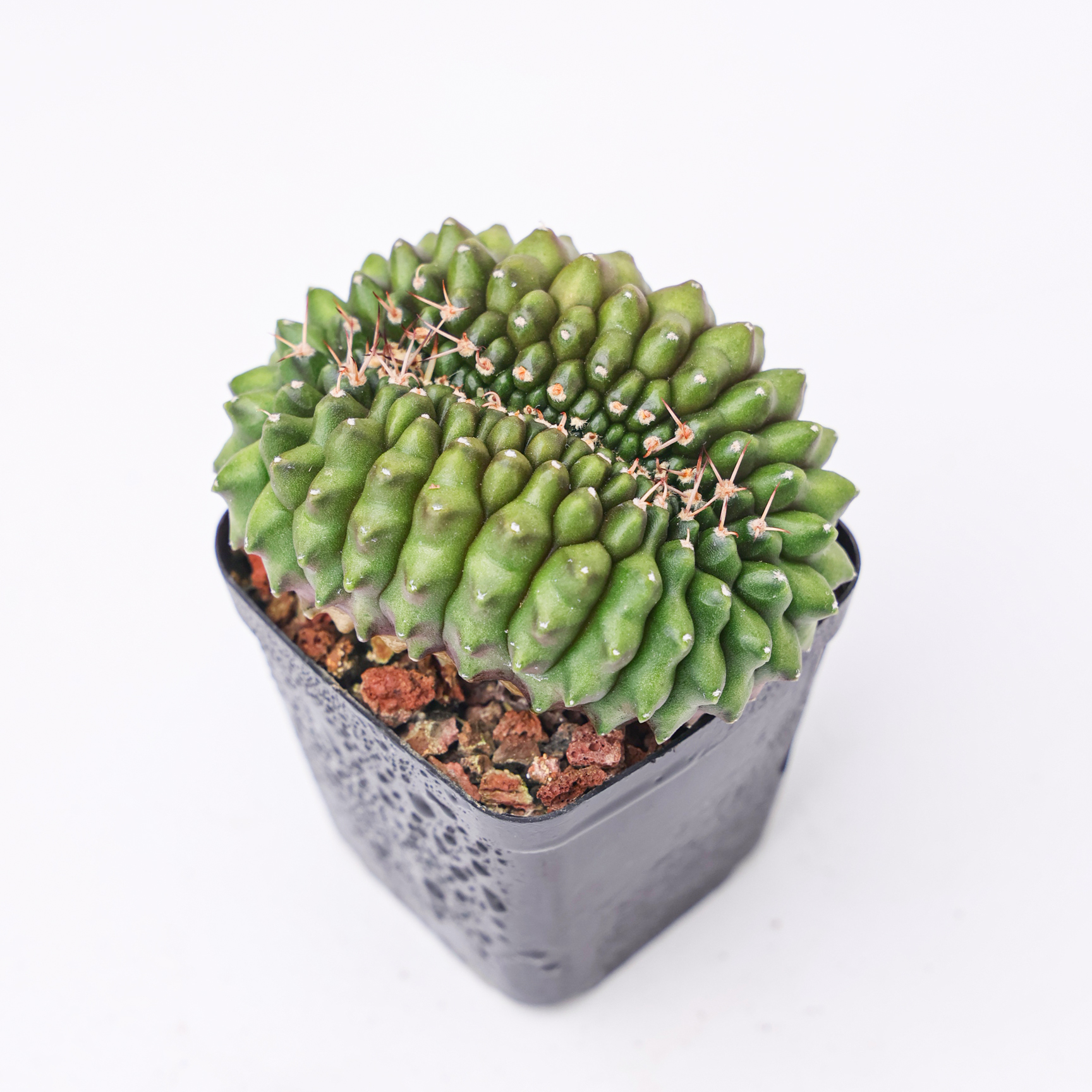 泰系米哈貘缀化多肉阳台盆栽趣味