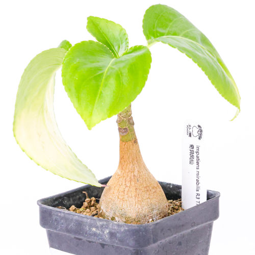 【朴原】奇异凤仙 Impatiens mirabilis R3 TH kawsaaki块根植物