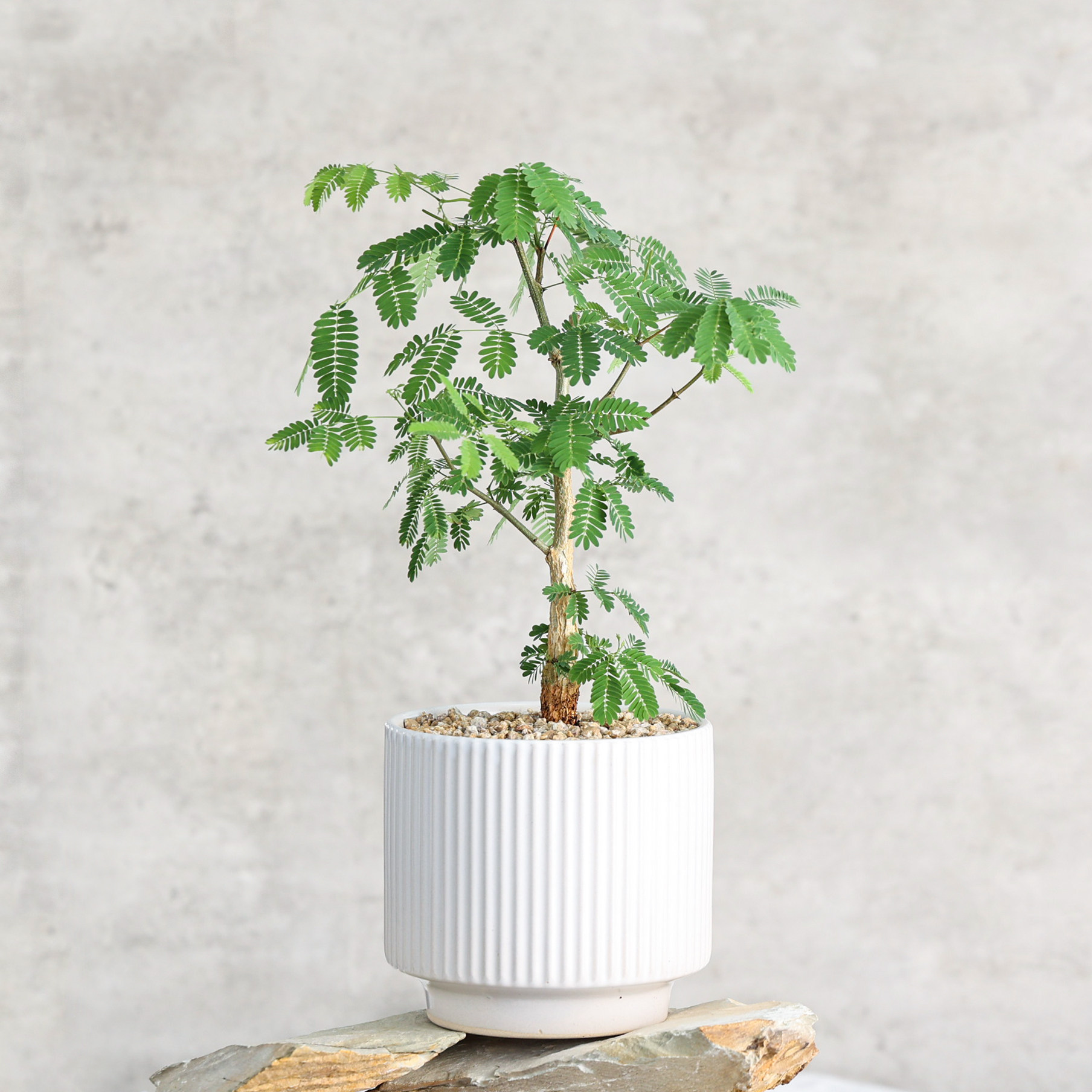 【朴原】密羽白皮胶树 Senegalia galpinii 小众花植家居盆栽绿植