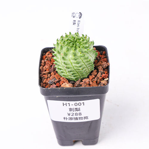 【朴原】刺梨 Ribes burejense 潮流块根多肉盆栽绿植