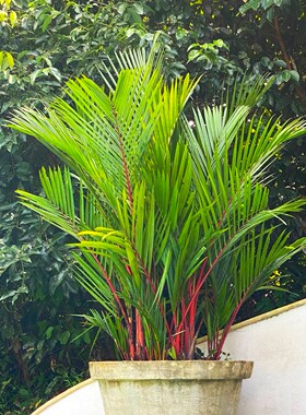 【朴原优选】猩红椰子 Cyrtostachys renda 棕榈科热植 观赏绿植