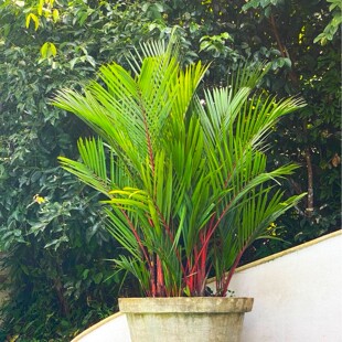 【朴原优选】猩红椰子 Cyrtostachys renda 棕榈科热植 观赏绿植