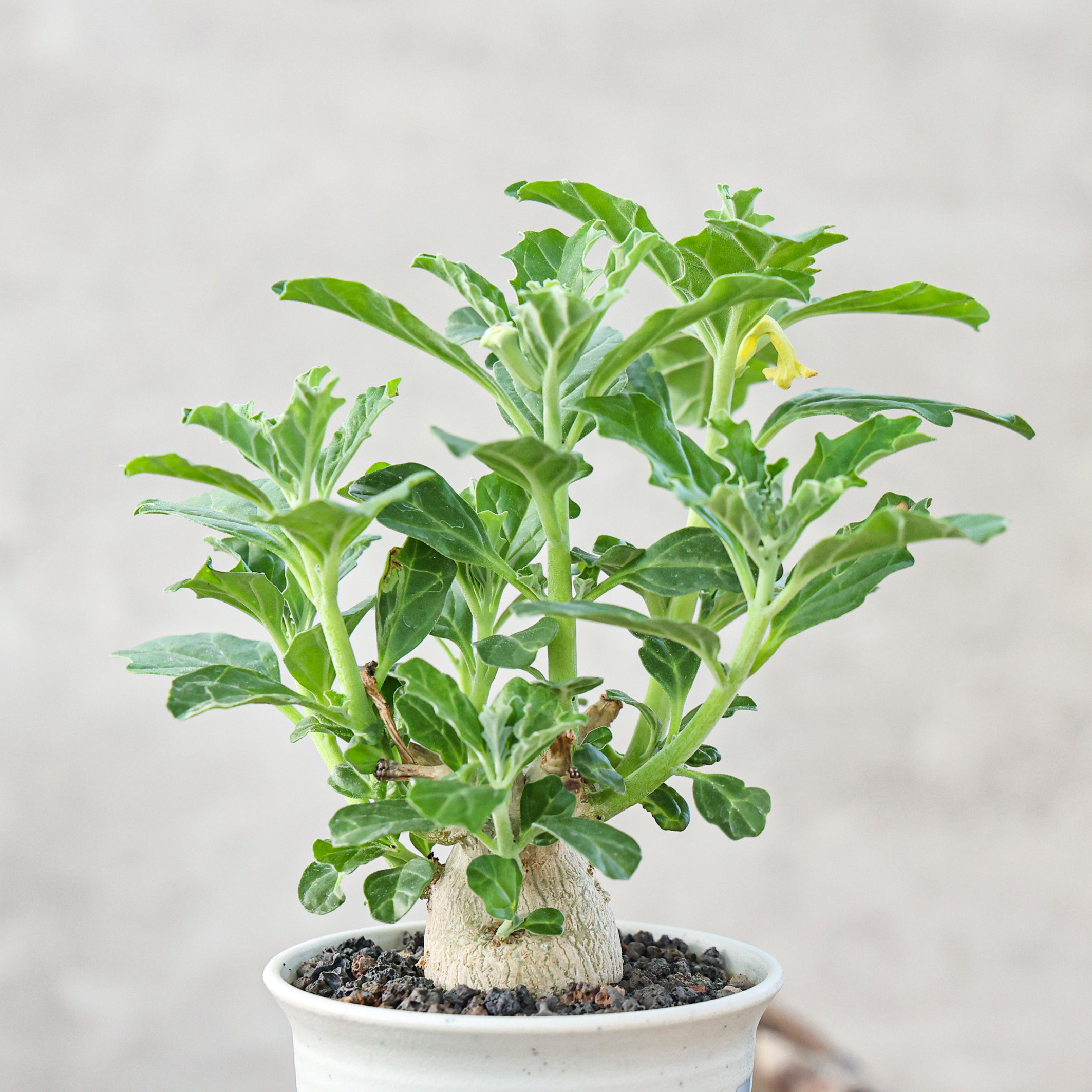 实生黄花古城珍奇植物多肉块根