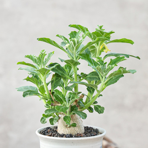 实生黄花古城珍奇植物多肉块根