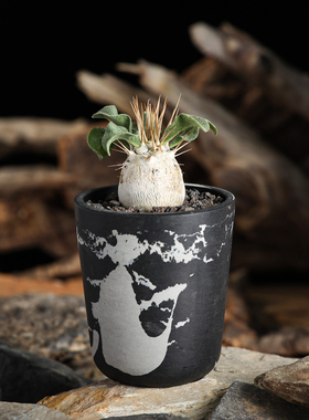 【朴原】光堂 Pachypodium namaquanum 潮流块根潮玩多肉盆栽绿植
