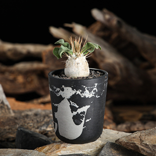 【朴原】光堂 Pachypodium namaquanum 潮流块根潮玩多肉盆栽绿植