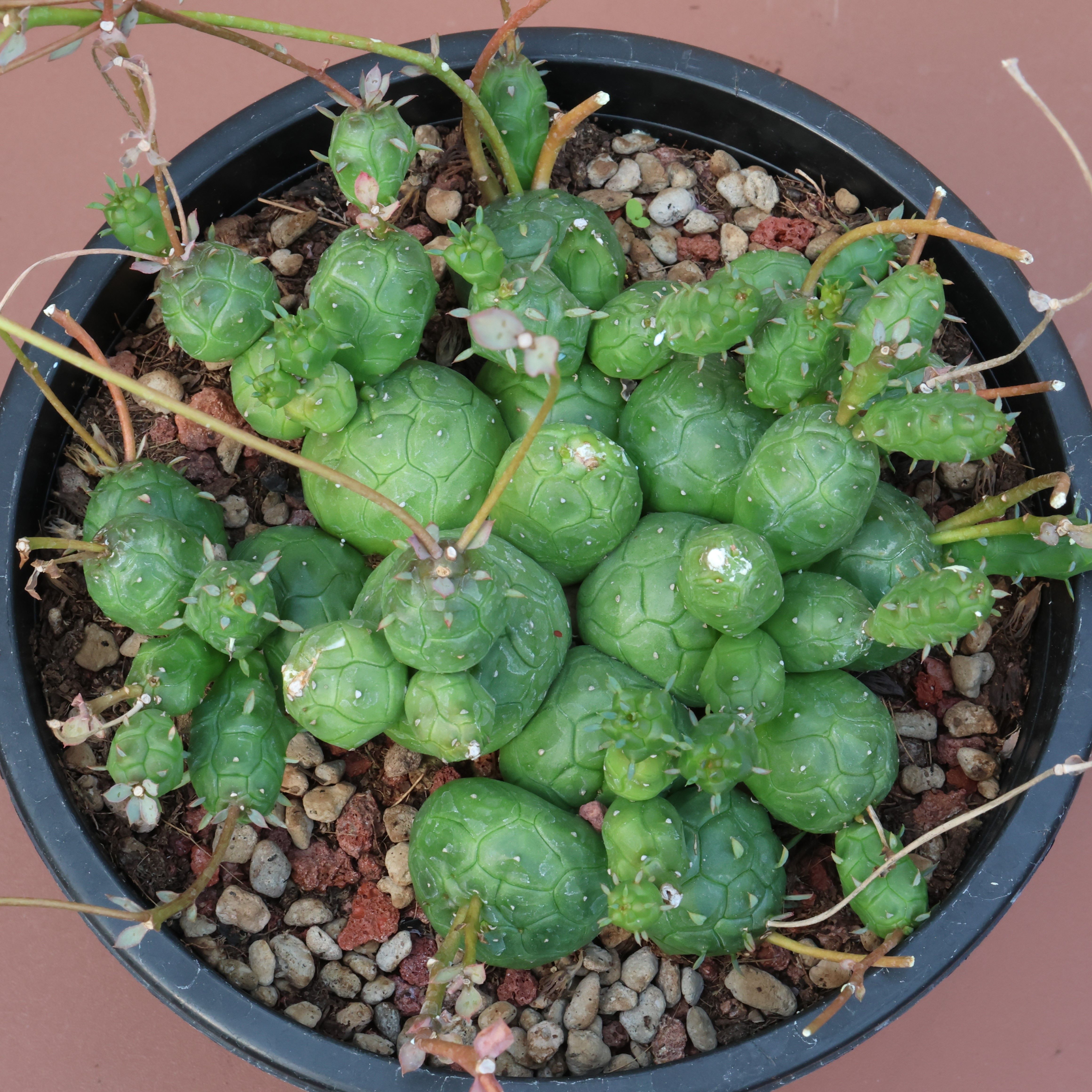 实生玉麟宝大戟珍奇潮流块根盆栽