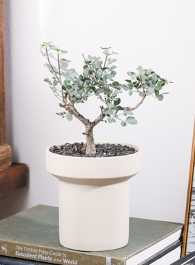 【朴原】绒叶没药 Commiphora mollis 珍奇块根盆景绿植
