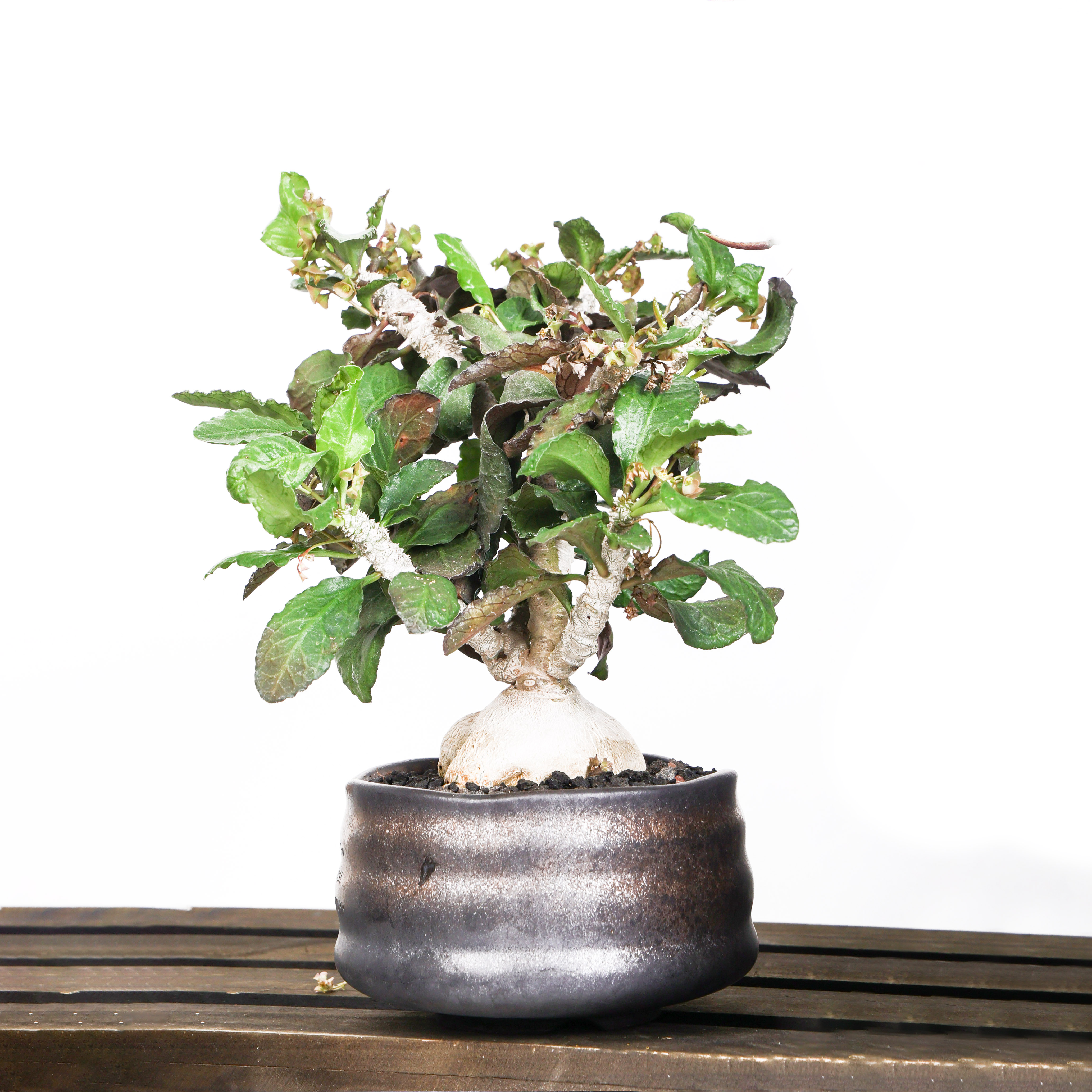 【朴原】安博沃本 Euphorbia ambovombensis绿植盆栽块根多肉阳台
