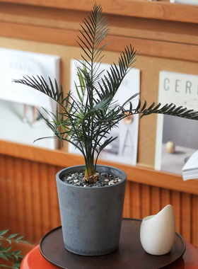 【朴原】大泽米铁 Macrozamia communis铁树盆栽好养ins风绿植