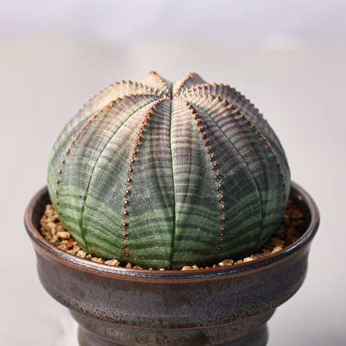 实生布纹球欧系珍奇潮流多肉绿植