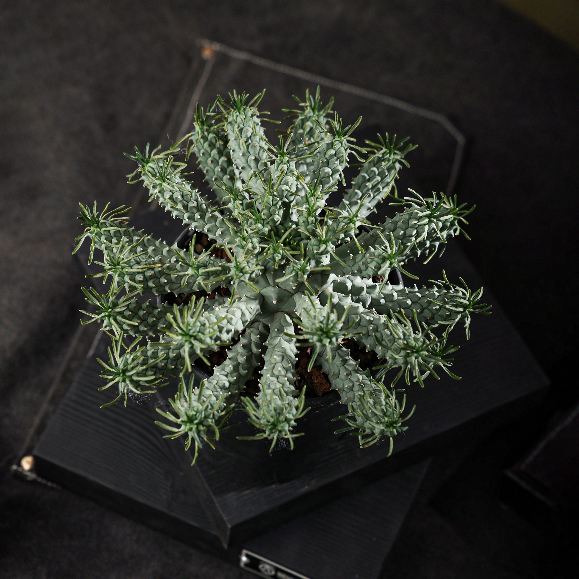 【朴原】万龙巢 Euphorbia confluens 珍奇植物潮流块根