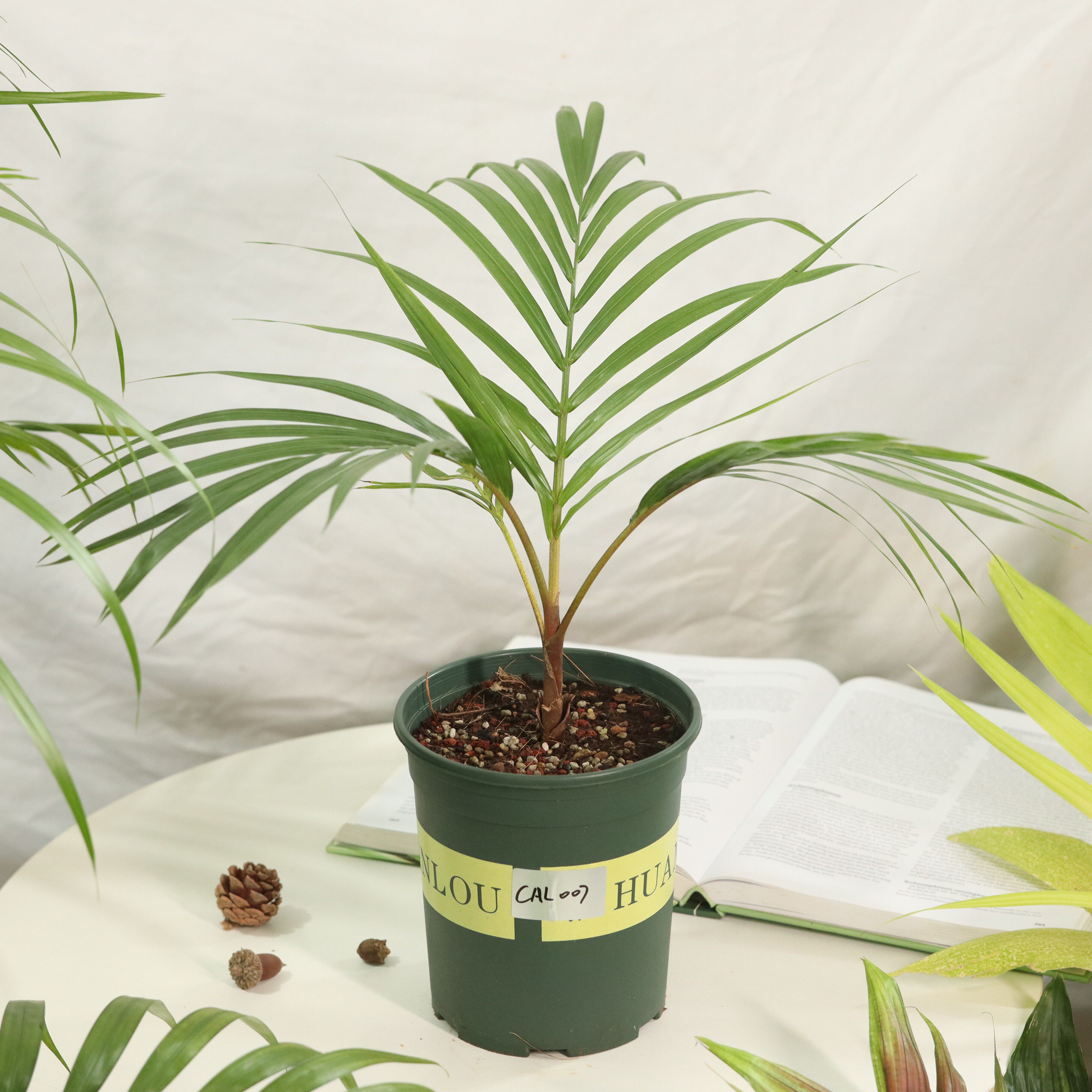 【朴原优选】维洛尼亚银椰 Veillonia alba 室内观叶热植绿植盆栽
