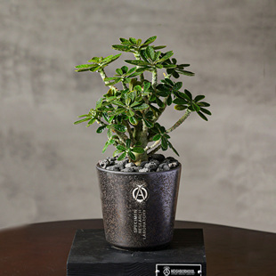 【朴原】巨琉桑 Dorstenia gigas  非洲珍奇潮流块根多肉盆栽绿植