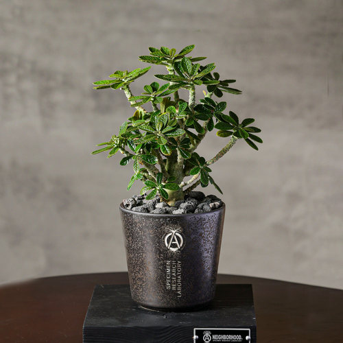 巨琉桑珍奇潮流块根多肉盆栽