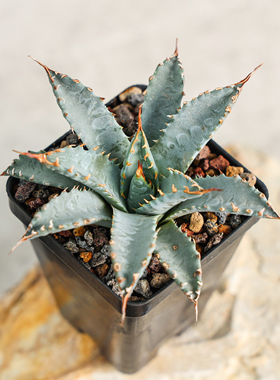 【朴原】曲刺妖炎龙舌兰 Agave utahensis 珍奇阳台窗台多肉盆栽