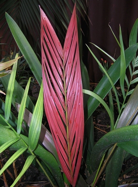 【朴原优选】湿地隐基椰 Vonitra utilis 棕榈科潮流室内盆栽绿植