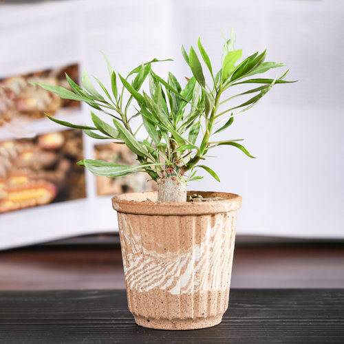 【朴原】紫福桂花/普氏福桂花 Fouquieria purpusii 家庭盆景绿植
