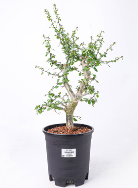 【朴原】马岛桃林橄榄Commiphora simplicifolia珍奇块根盆景绿植