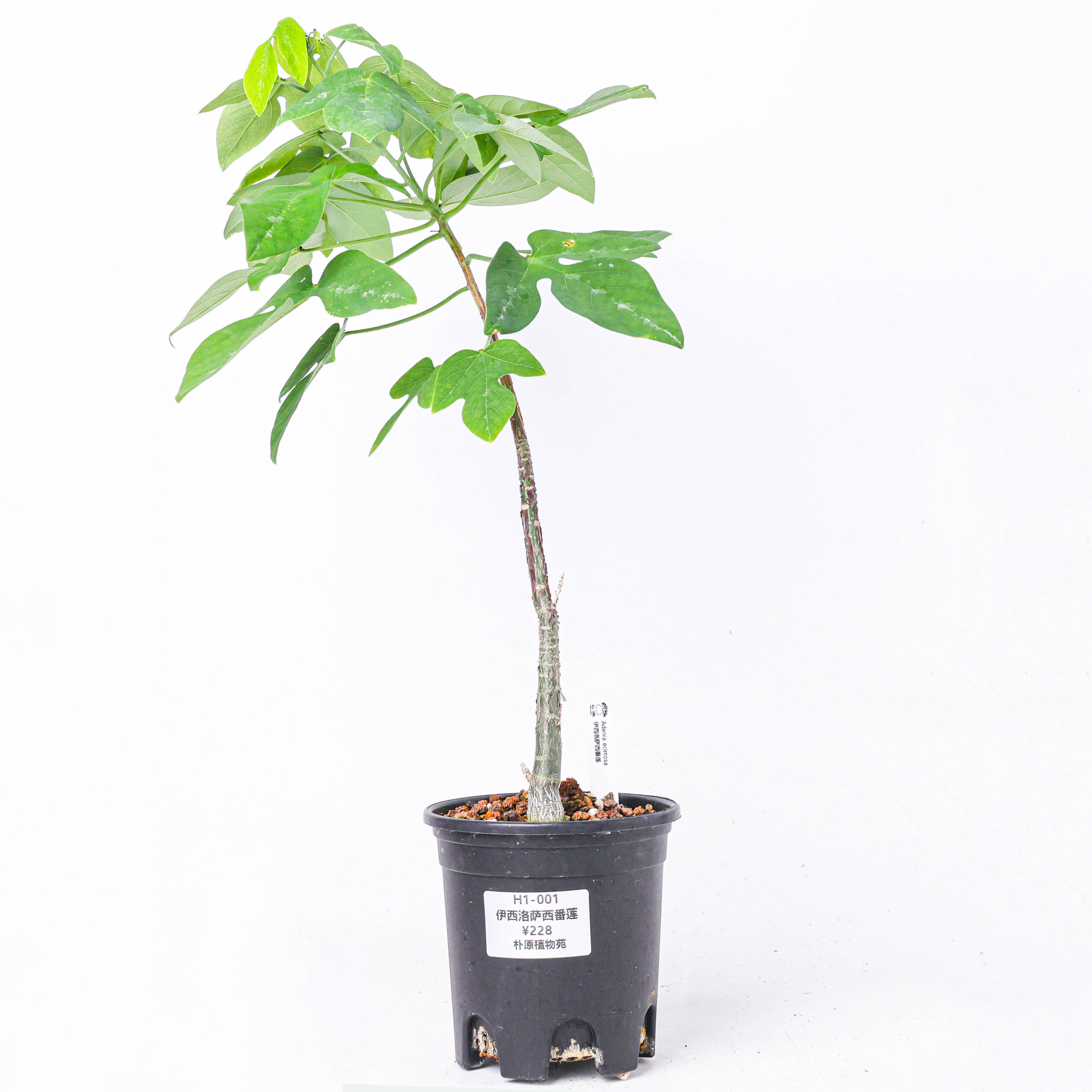 伊西洛萨西番莲观叶珍奇植物绿植