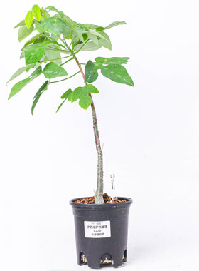 伊西洛萨西番莲观叶珍奇植物绿植