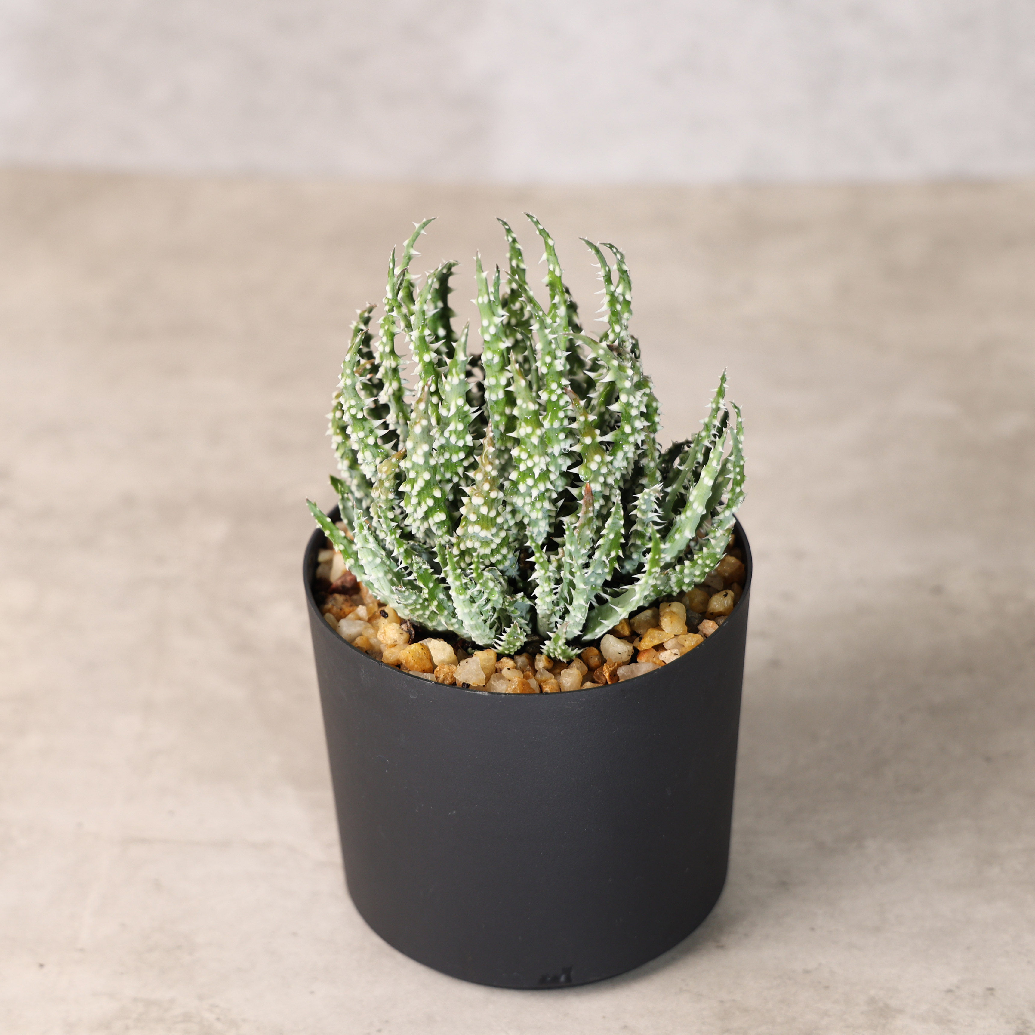 朴原限定/深海阎王芦荟实生开花株 aloe humilis潮流植物精品绿植