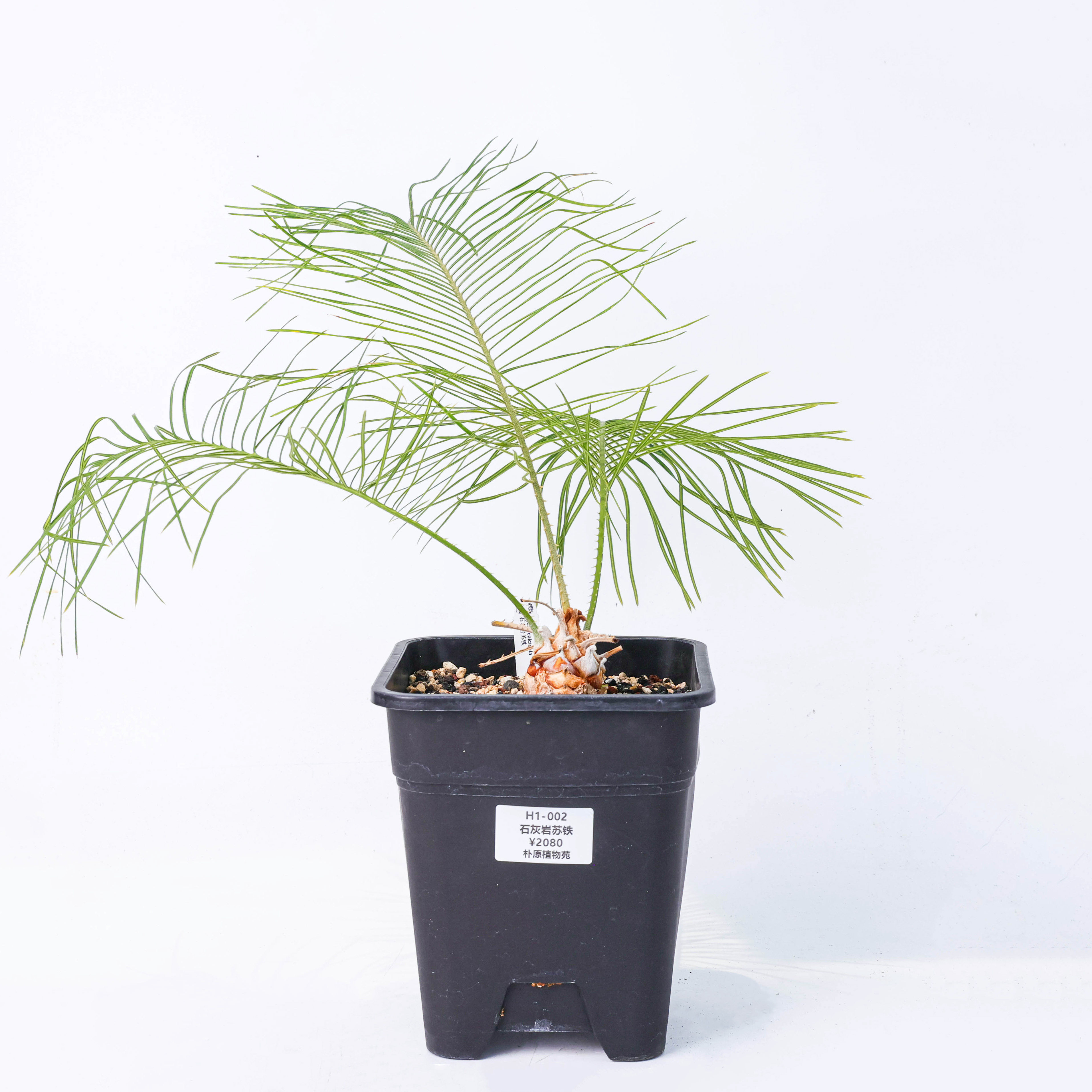 【朴原】石灰岩苏铁 Cycas calcicola 珍奇观叶盆景盆栽苏铁