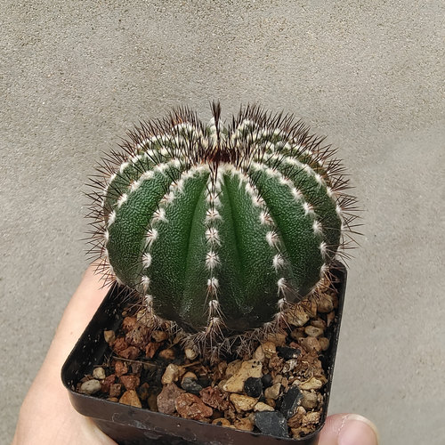 朴原实生尤伯球精选限定珍奇植物