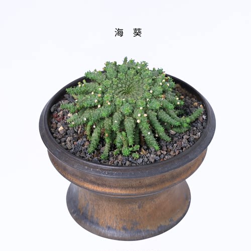 【朴原臻选】云南-海葵Euphorbia crassipes珍奇块根美杜莎系大戟