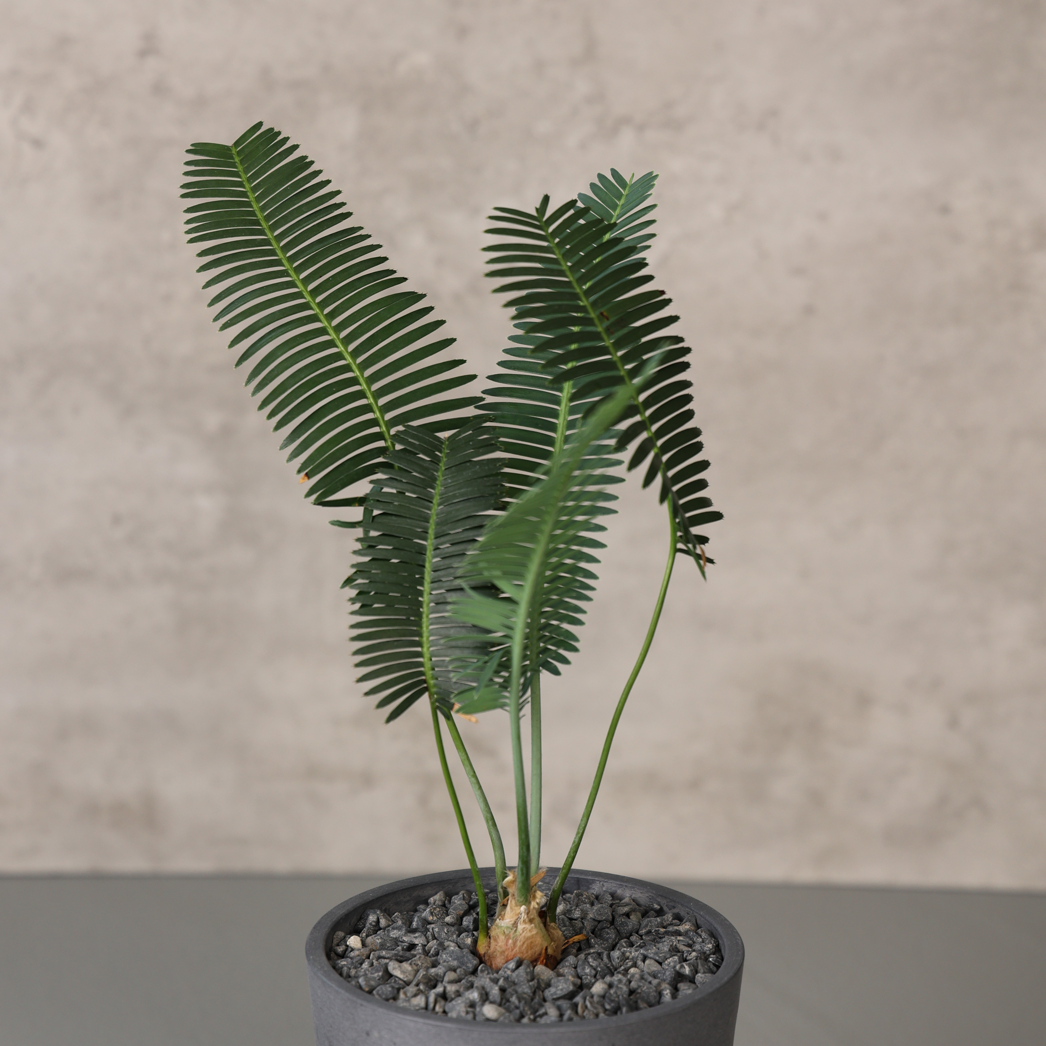 鱼骨双子铁INS风网红绿植铁树