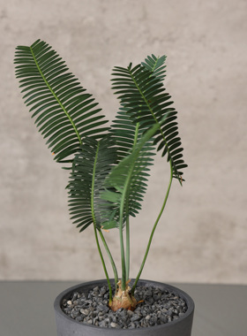 【朴原】鱼骨双子铁Dioon edule实生INS网红双子铁墨西哥绿植家居