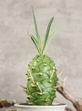 【朴原】蒙特罗安哥拉 Euphorbia subsp.menteiroi 块根