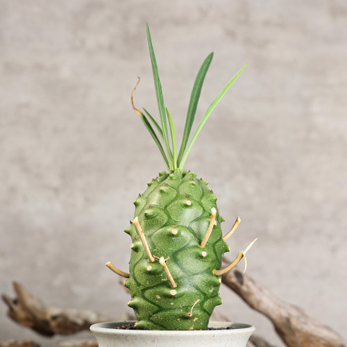 蒙特罗安哥拉块根多肉珍奇绿植