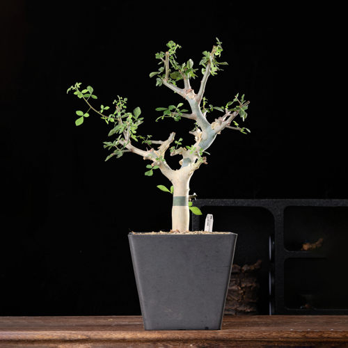 【朴原】蓝白皮橄榄 Commiphora holtziana 珍奇块根盆景绿植