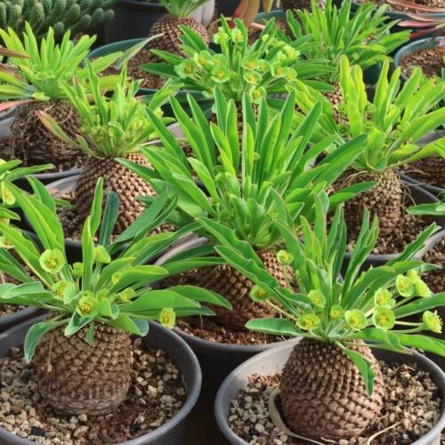 【朴原臻选】铁甲丸 Euphorbia bupleurifolia 潮流块根植物