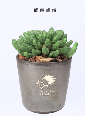 【朴原臻选】云南-阎魔麒麟Euphorbia esculenta块根绿植