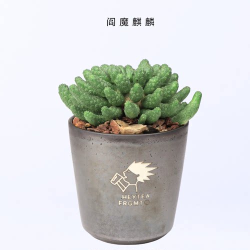 【朴原臻选】云南-阎魔麒麟Euphorbia esculenta块根绿植